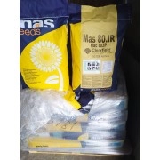 Насіння соняшнику MAS 80.IR (євролайтінг) АКЦІЯ MAS