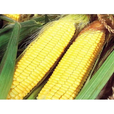 Насіння кукурудзи ДКС 3151