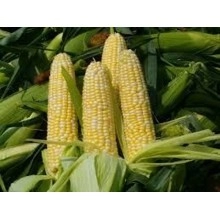 Насіння кукурудзи ДКС 3203 Насіння кукурудзи ДКС 3203