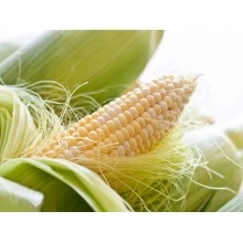 Насіння кукурудзи ДКС 3476 Насіння кукурудзи ДКС 3476