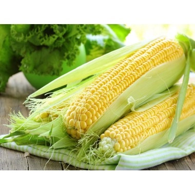 Насіння кукурудзи ДКС 3623