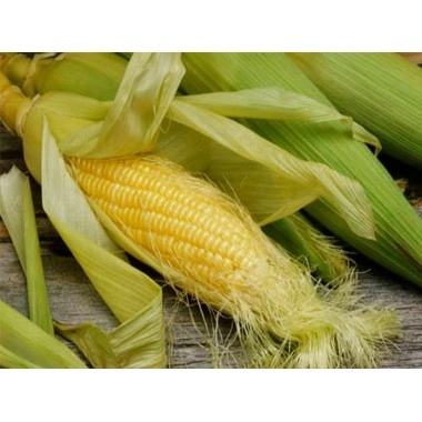 Насіння кукурудзи ДКС 4541