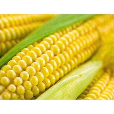 Насіння кукурудзи ДКС 5276