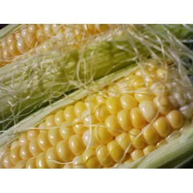 Насіння кукурудзи НС 2012