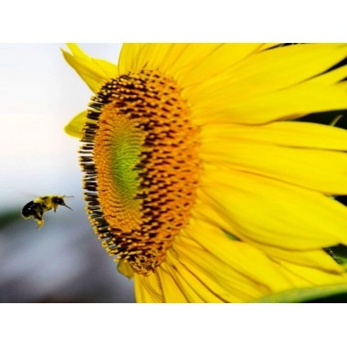 Насіння соняшника Ромео