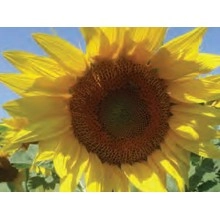 Насіння соняшнику Н4ХM411