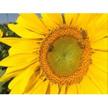 Насіння соняшнику Н4ЛM408