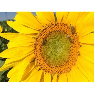 Насіння соняшнику Н4ЛM408