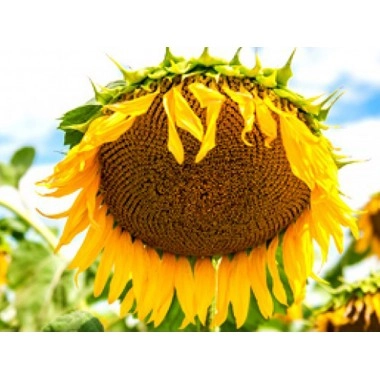 Насіння соняшнику ПСФ4639