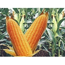 Насіння кукурудзи Лотар
