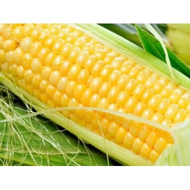 Насіння кукурудзи PR39H32