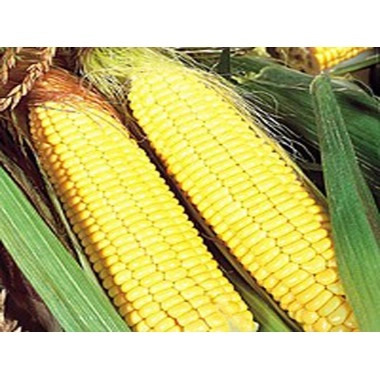 Насіння кукурудзи PR39R20