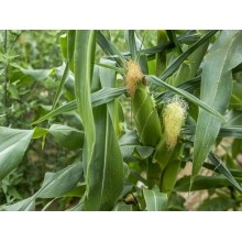 Насіння кукурудзи РR39F58