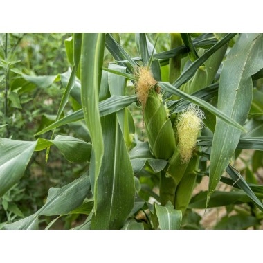 Насіння кукурудзи РR39F58