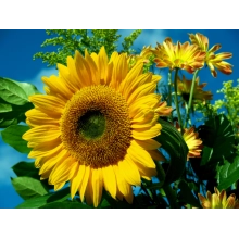 Насіння соняшнику Піонер П64ЛЦ108 (P64LC108)