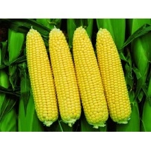 Насіння кукурудзи Піонер П8659 (P8659)