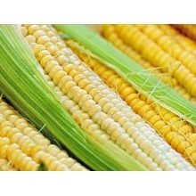 Насіння кукурудзи Піонер П8816 (P8816) Насіння кукурудзи Піонер П8816 (P8816)