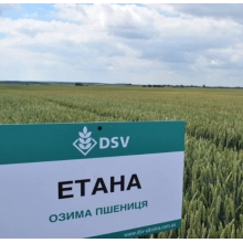 Насіння озимої пшениці "Етана" DVS