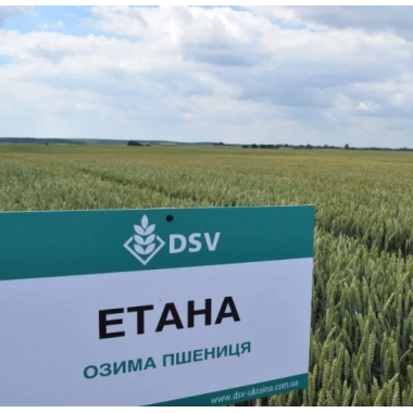 Насіння озимої пшениці "Етана" DVS