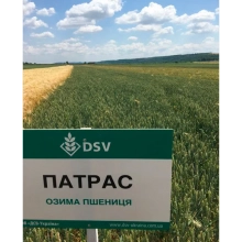 Насіння озимої пшениці "Патрас" DVS