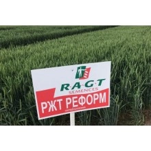 Насіння озимої пшениці "РЖТ Реформ" RAGT