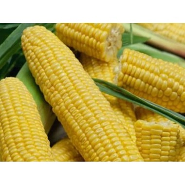 Насіння кукурудзи ІСХ 303