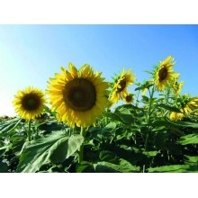 Насіння соняшнику Люція