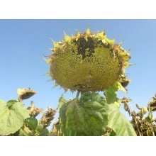 Насіння соняшнику НК Алего