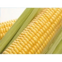 Насіння кукурудзи Делітоп