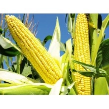 Насіння кукурудзи НК Нерісса Насіння кукурудзи НК Нерісса