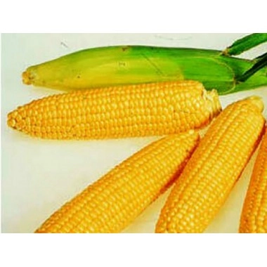 Насіння кукурудзи СІ Аладіум