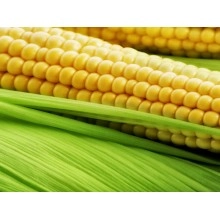 Насіння кукурудзи СІ Ондіна