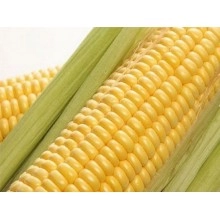 Насіння кукурудзи Сімба