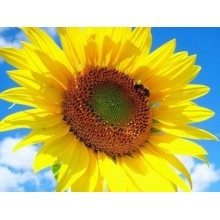 Насіння соняшнику НК Делфі