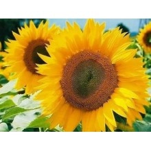 Насіння соняшнику НК Ферті