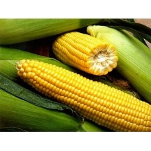 Цукрова кукурудза Спиріт