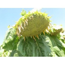 Насіння соняшнику НК Долбі