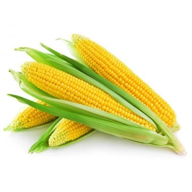 Насіння кукурудзи СІ Талісман