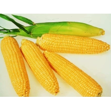 Насіння кукурудзи Топмен