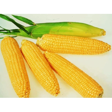 Насіння кукурудзи Топмен
