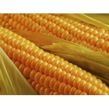 Насіння кукурудзи НС 101 Насіння кукурудзи НС 101