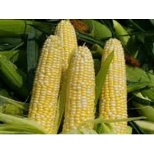 Насіння кукурудзи НС 2014 Насіння кукурудзи НС 2014