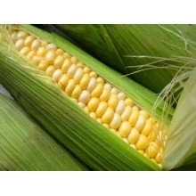 Насіння кукурудзи Любава 279 МВ