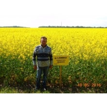 Насіння озимого ріпаку "Абакус" Лембке