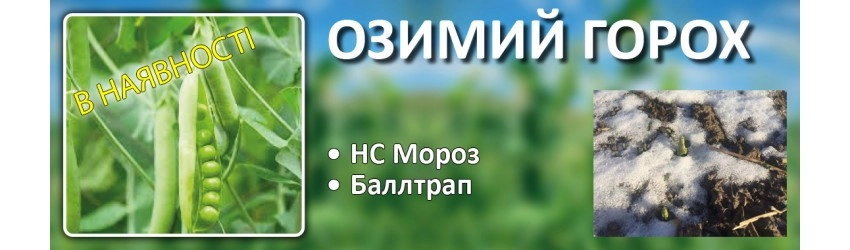 горох
