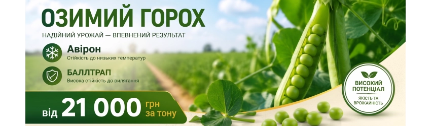 горох