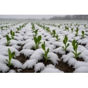 Горох озимий Авірон 1 репродукція