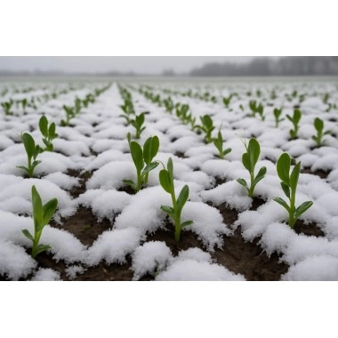 Горох озимий Авірон 1 репродукція