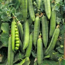 Горох Карени (яровой)