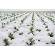 Горох озимий Баллтрап (жовтий)